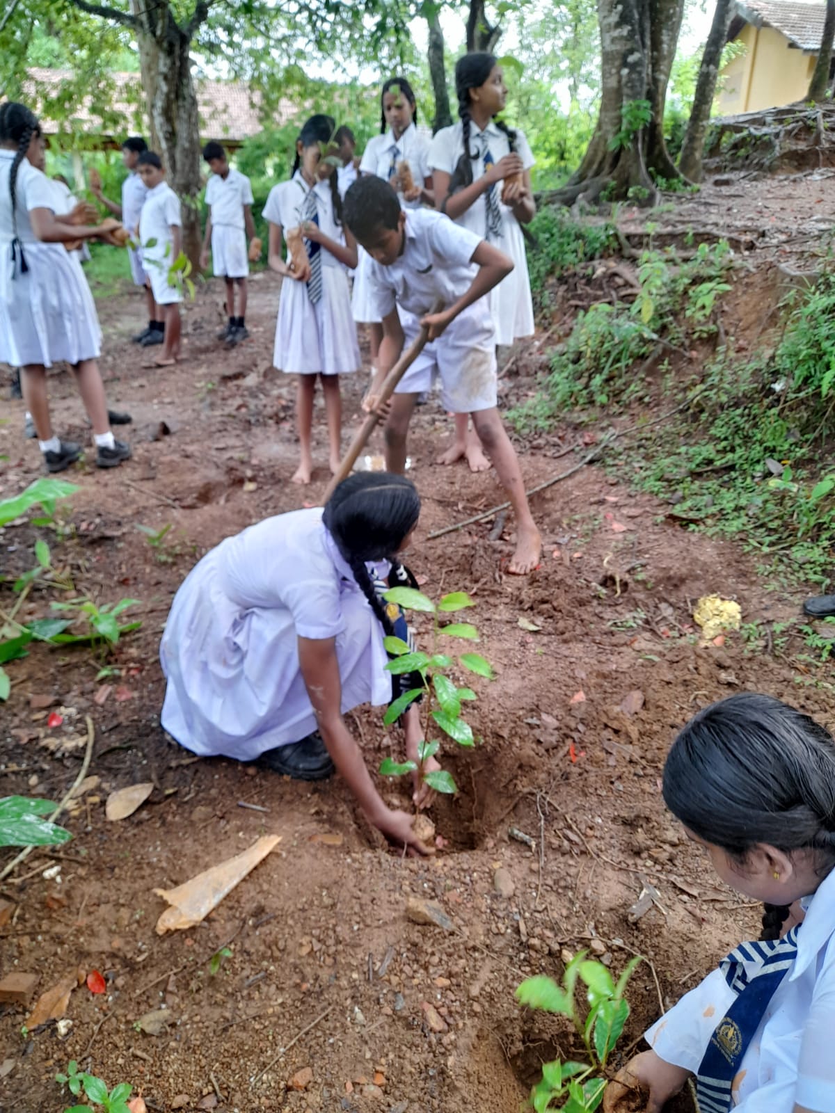 තේ පැළ සිටුවීමේ වැඩසටහන